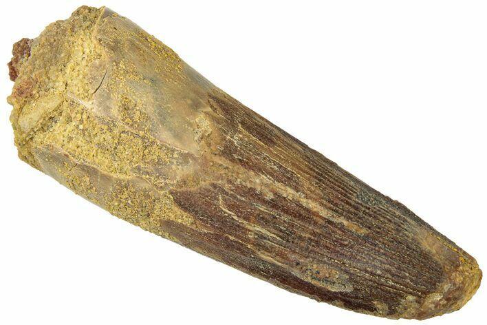 Fossil Spinosaurus Tooth - Robust Tooth #312935